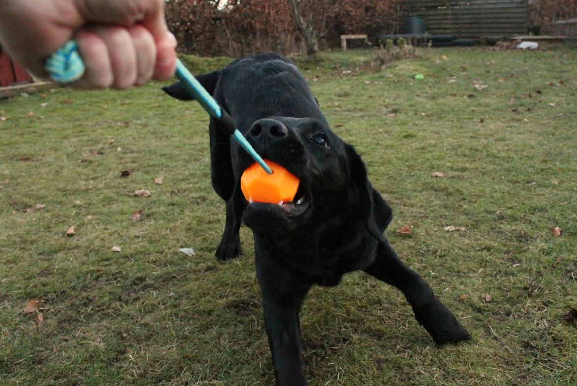 Labrador retriever Enya - 28-01-17 billede 24