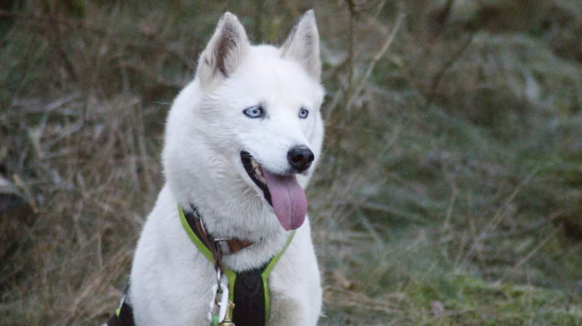 Siberian husky Tori billede 21