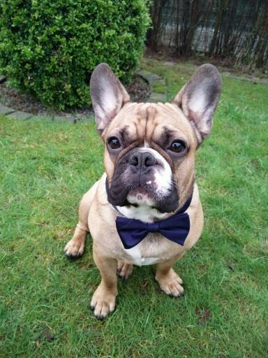 Fransk bulldog Tyson billede 28