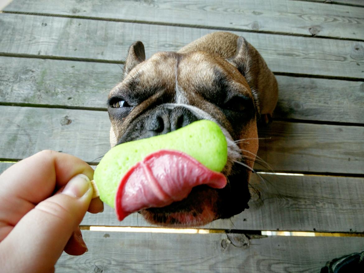 Fransk bulldog Tyson billede 29