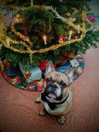 Fransk bulldog Tyson billede 27