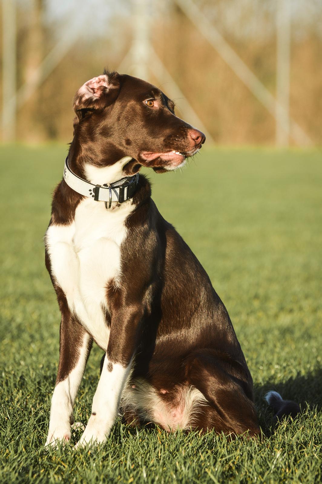 Blanding af racer Nellie billede 16