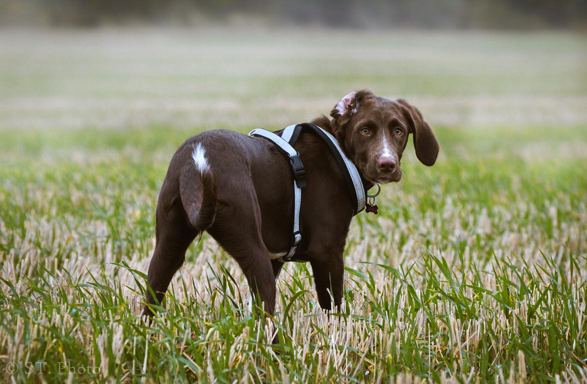 Blanding af racer Nellie billede 30