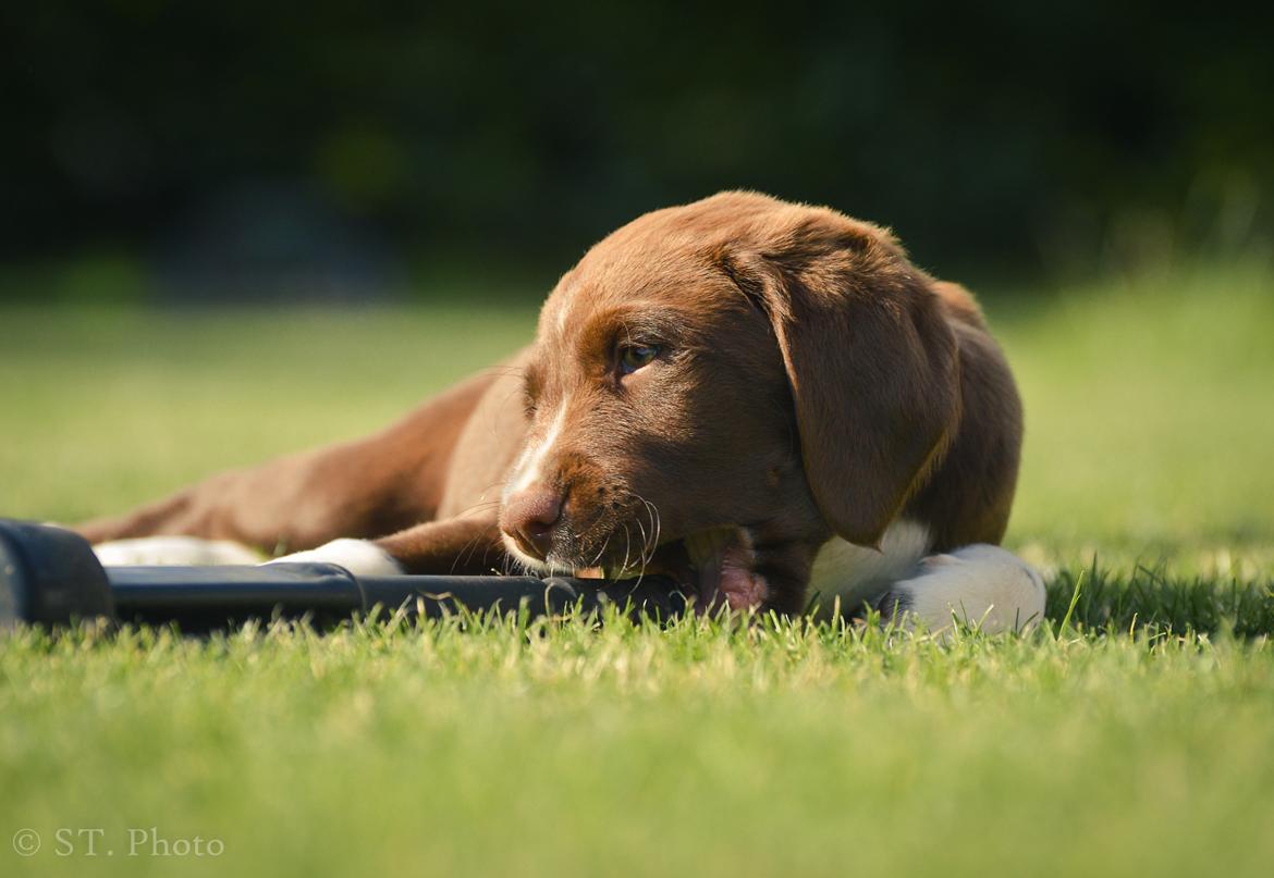 Blanding af racer Nellie billede 29