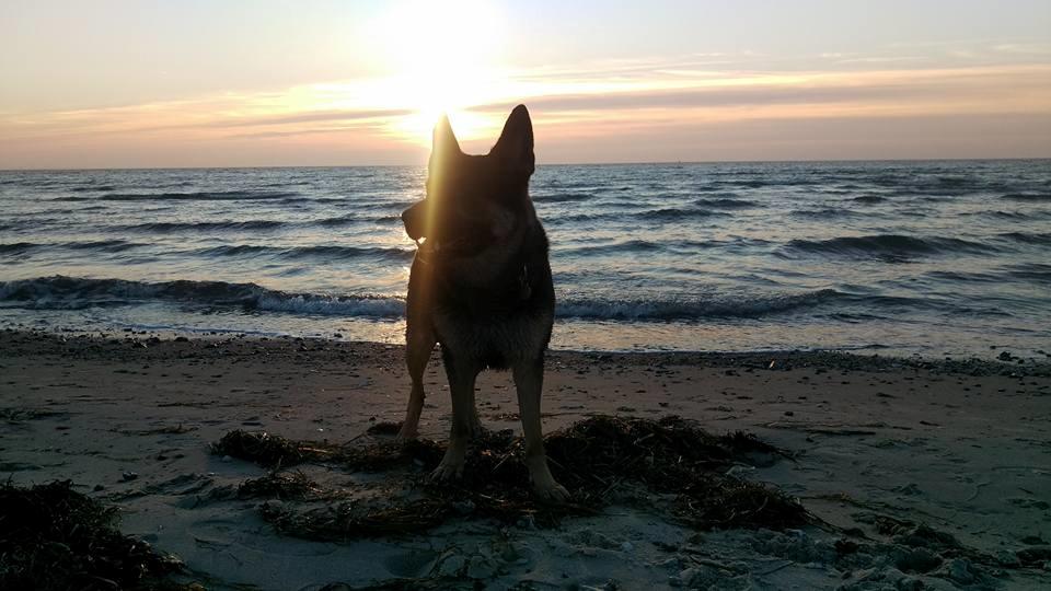 Schæferhund Juice 17/2-2011 - 7/9-2021 - 27/01-17 Stillinge Strand billede 9