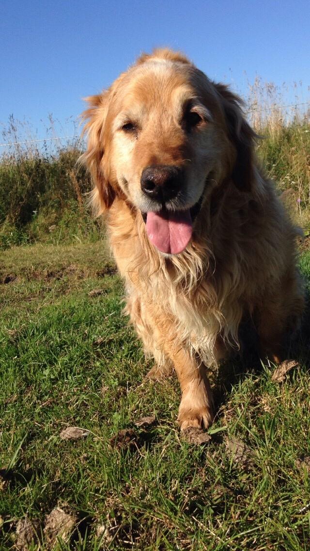 Golden retriever Basse billede 1