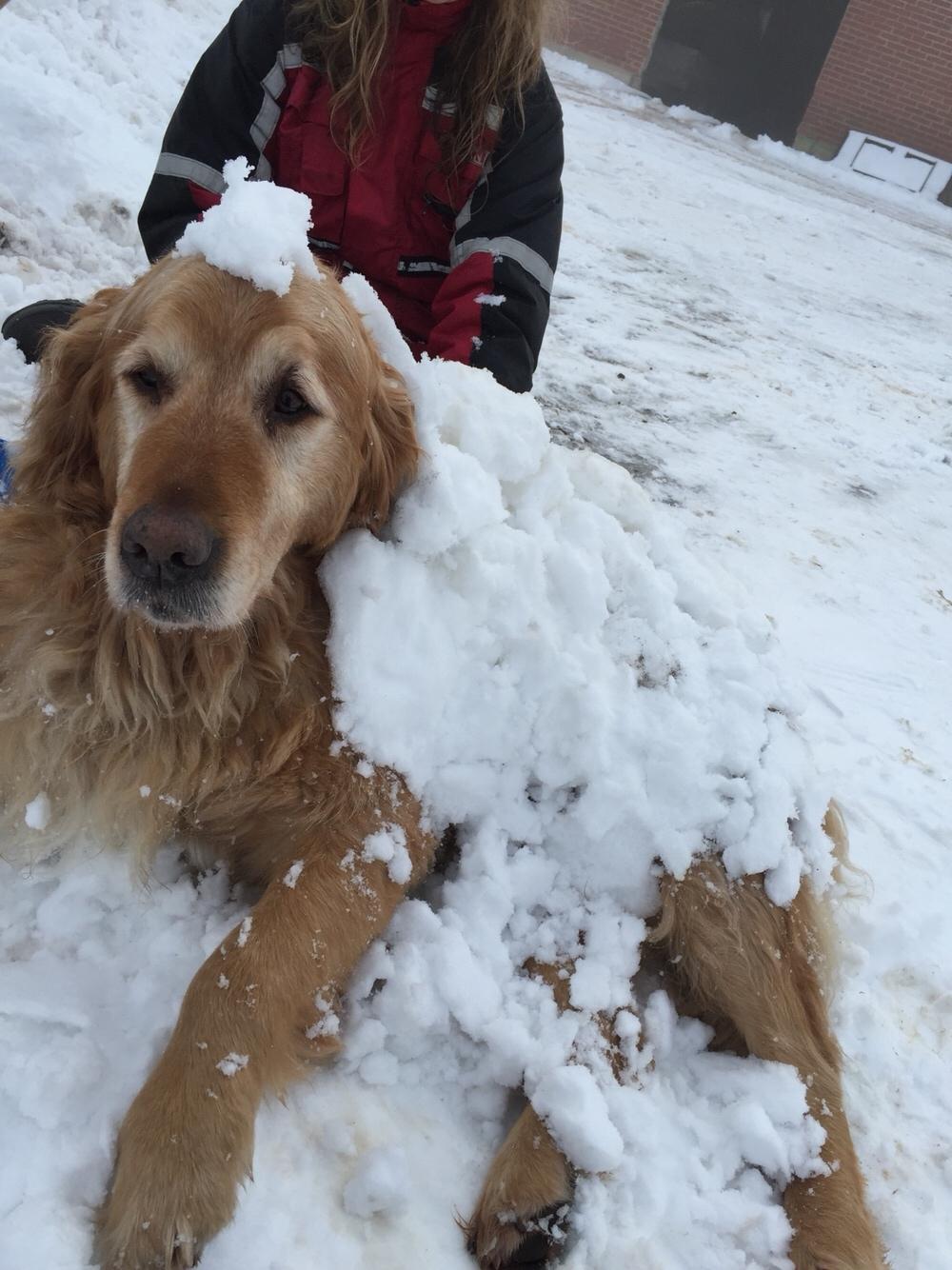 Golden retriever Basse billede 9