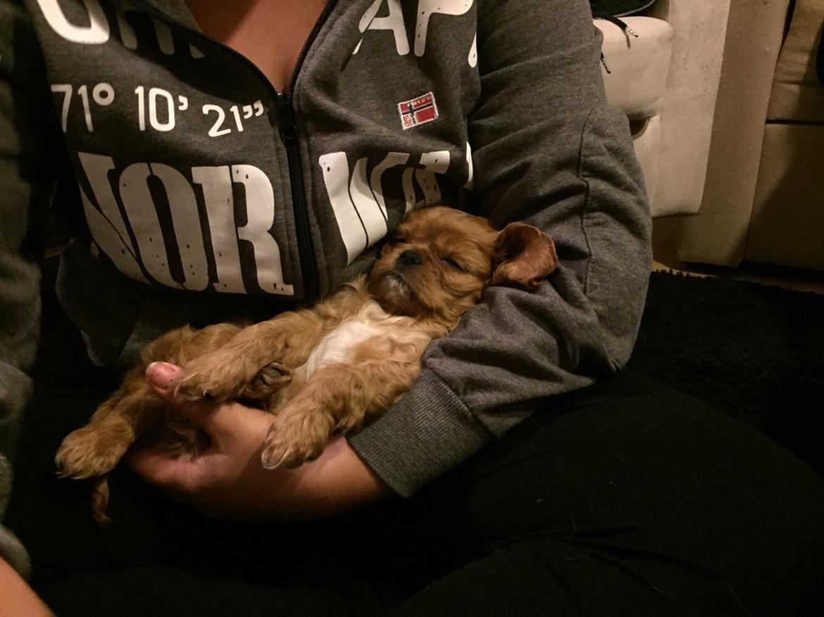 Cavalier king charles spaniel Baby billede 8