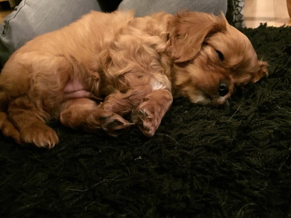 Cavalier king charles spaniel Baby billede 13