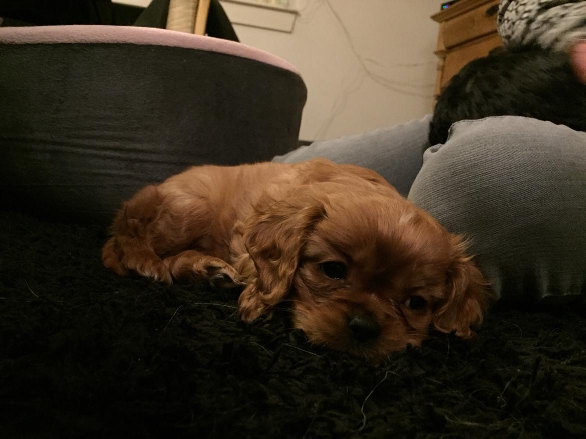 Cavalier king charles spaniel Baby billede 14