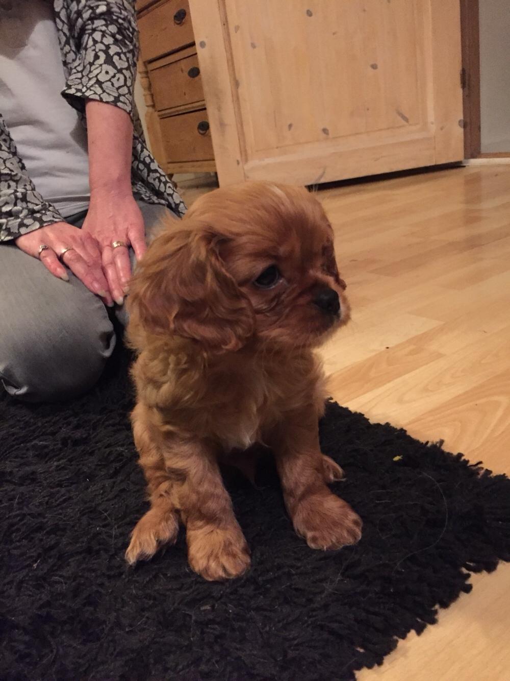 Cavalier king charles spaniel Baby billede 15