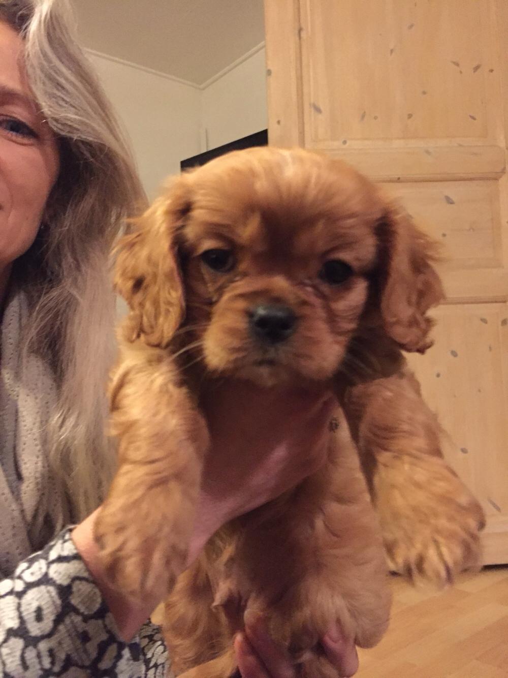 Cavalier king charles spaniel Baby billede 17