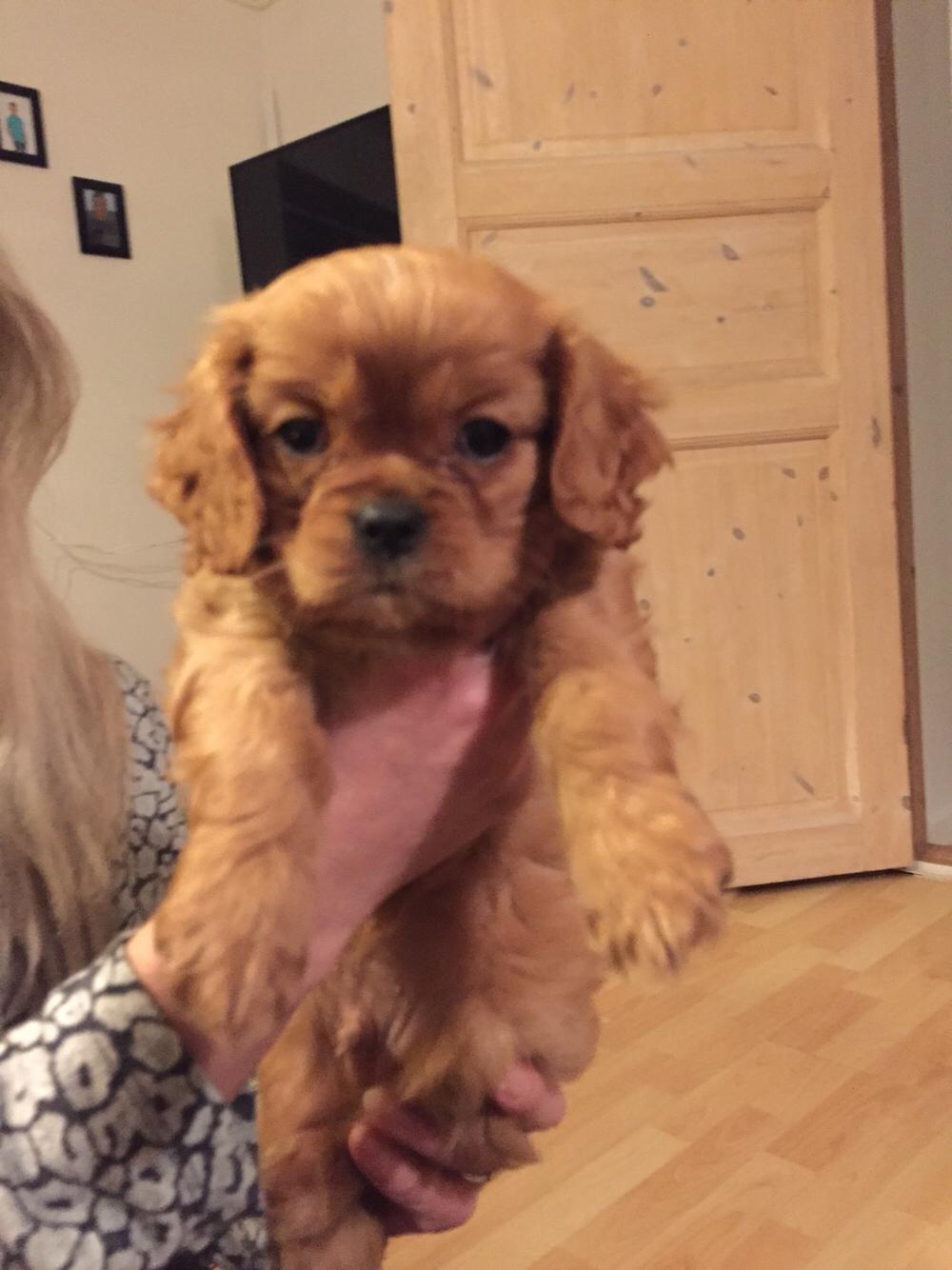 Cavalier king charles spaniel Baby billede 18