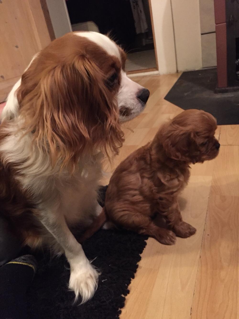 Cavalier king charles spaniel Baby billede 20