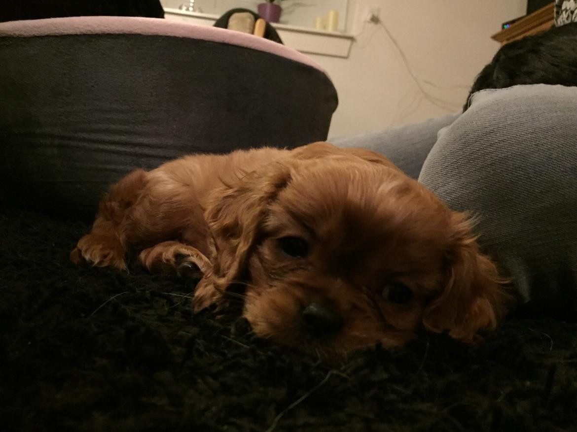 Cavalier king charles spaniel Baby billede 22