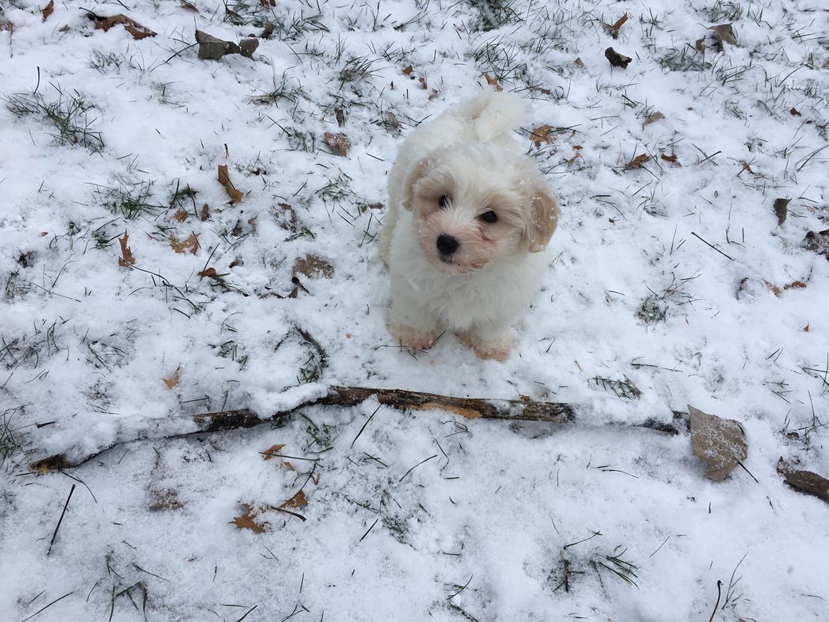 Coton de tulear Casanova billede 7