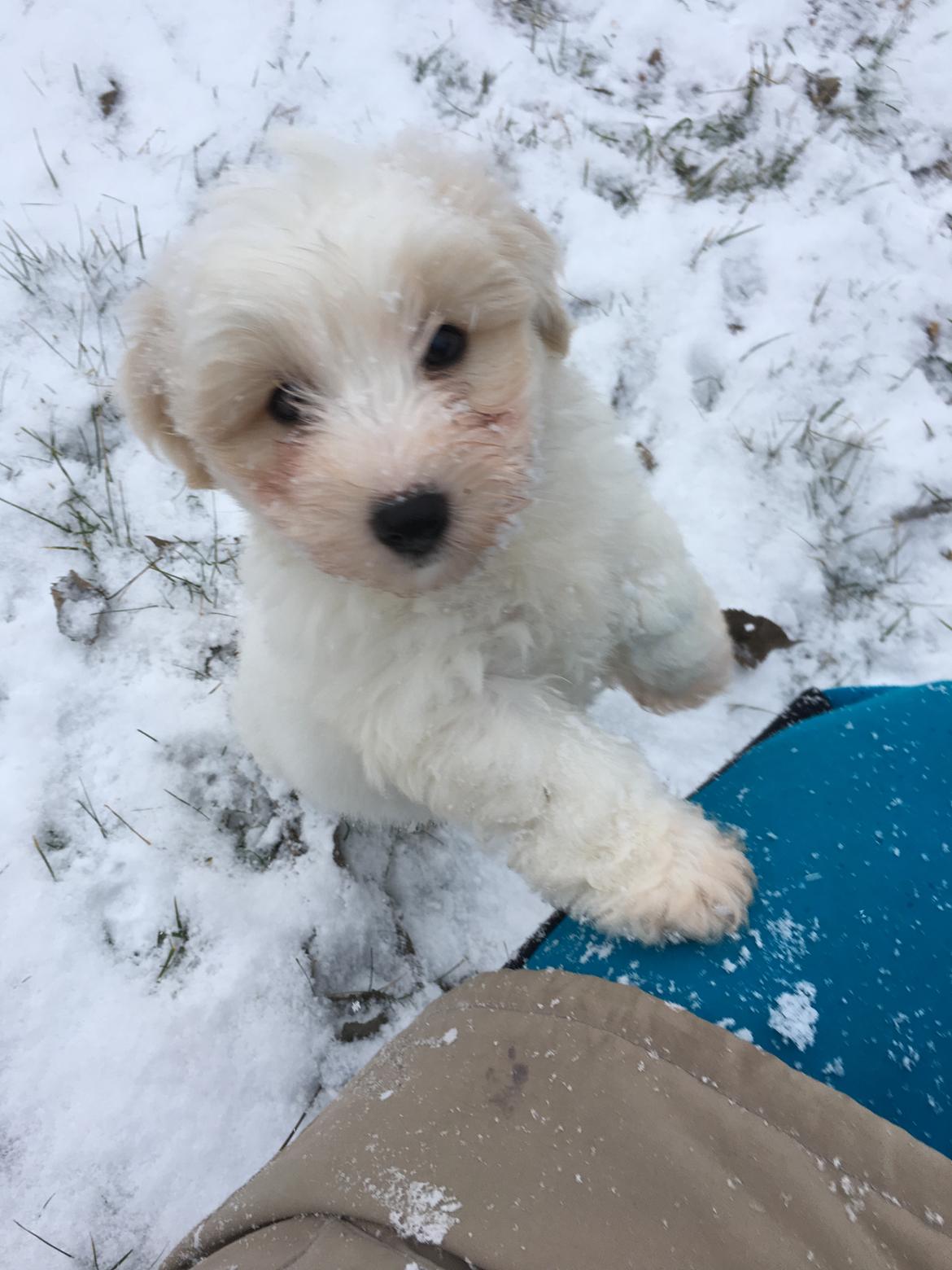 Coton de tulear Casanova billede 8