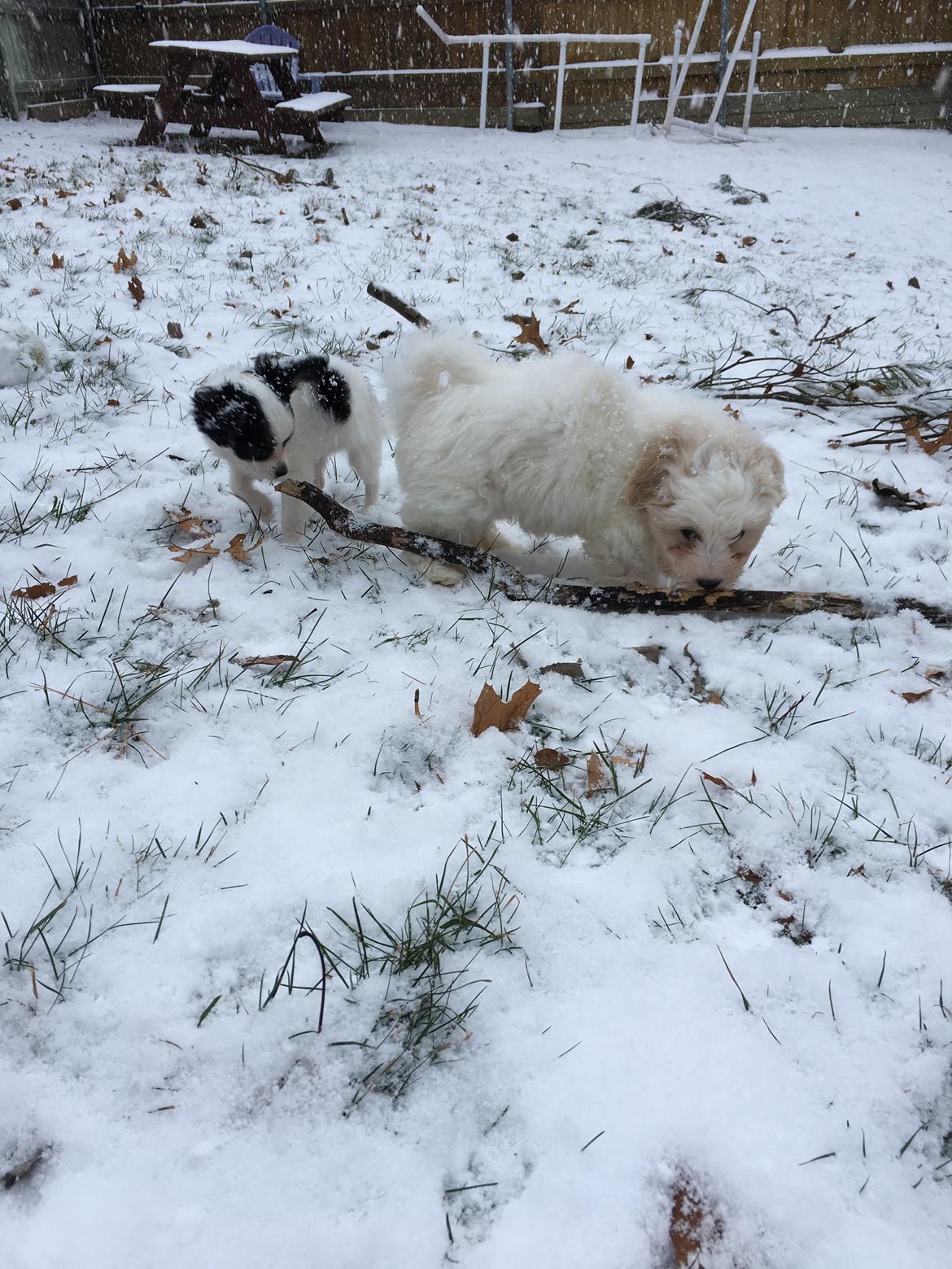 Coton de tulear Casanova billede 9