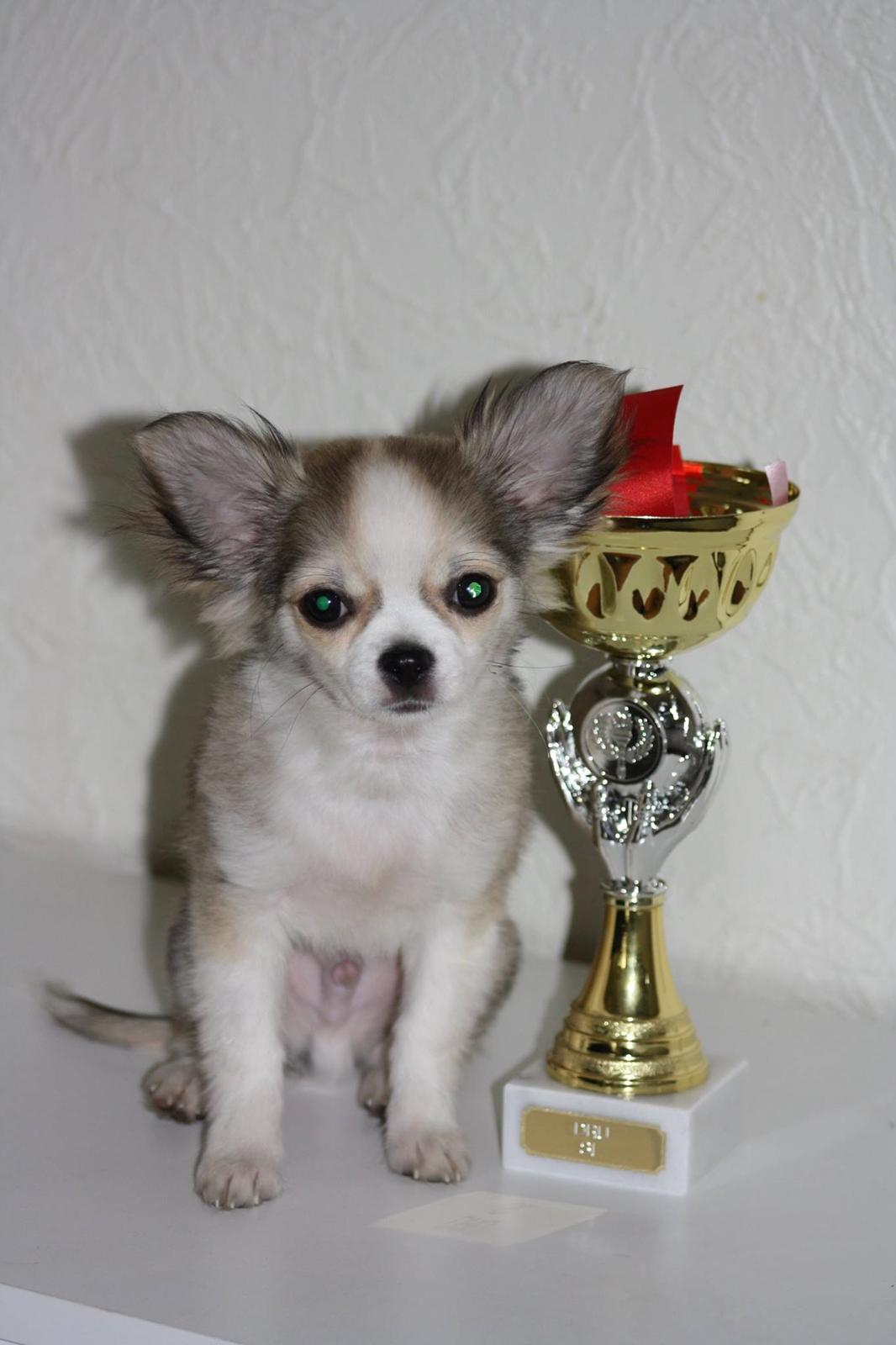 Chihuahua Nibian's Unik Raphael billede 17