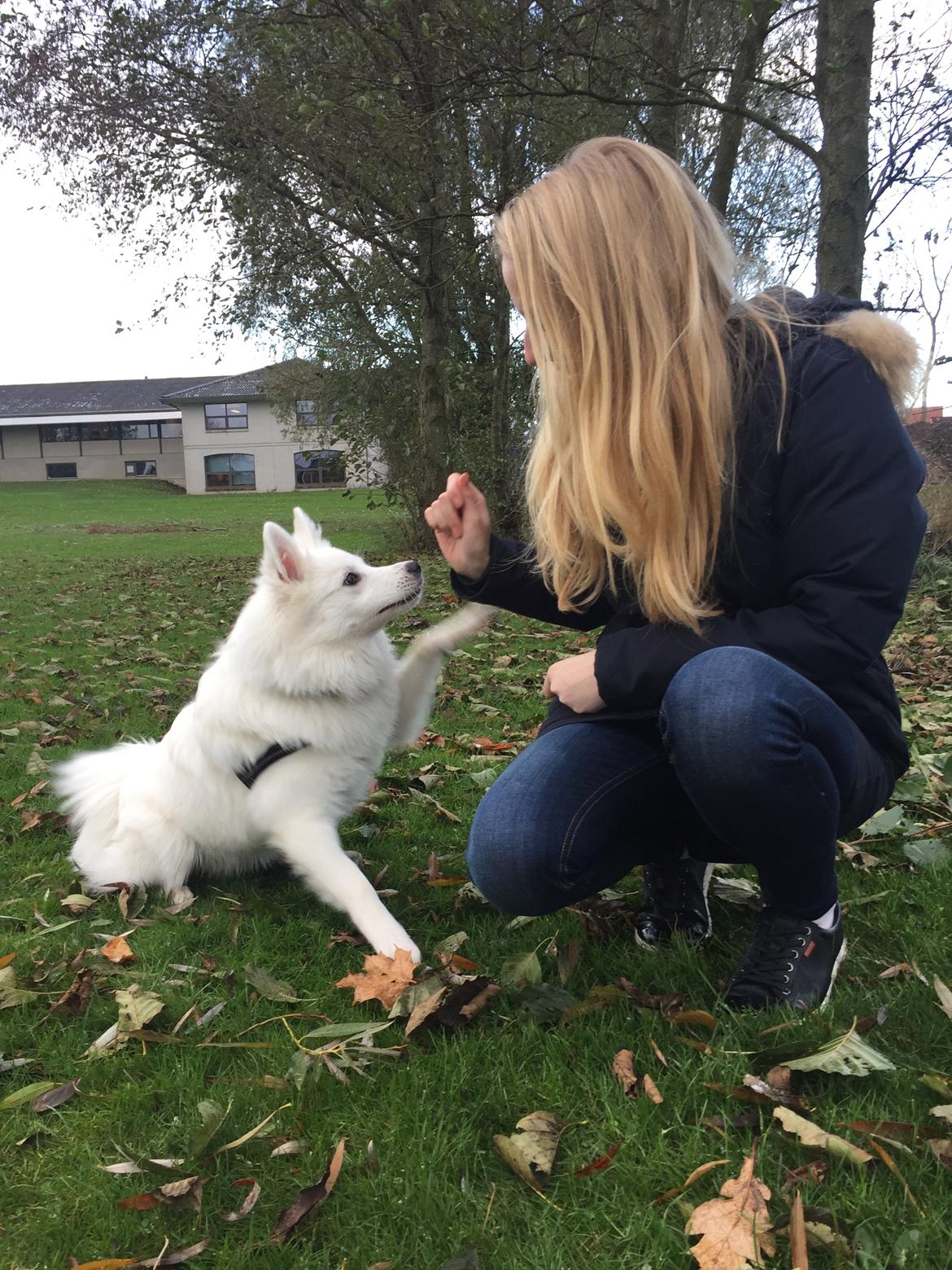 Dansk Spids Ragnhilds Laika - 6 måneder billede 9