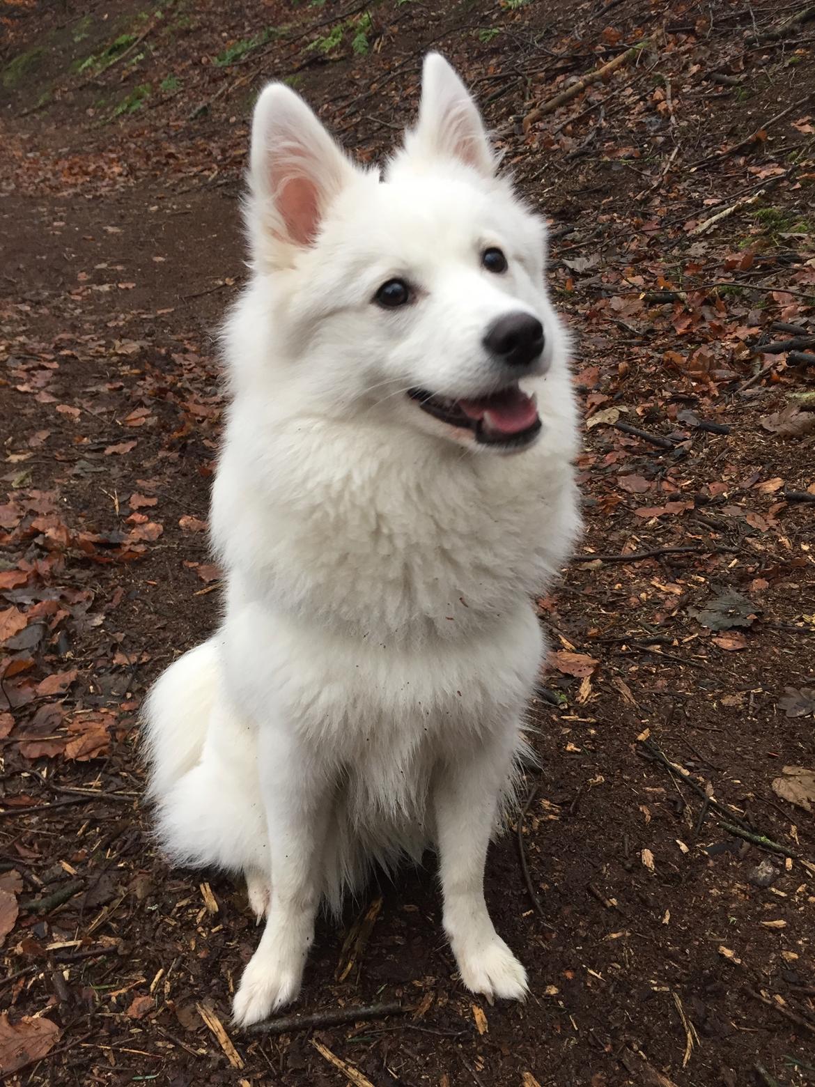 Dansk Spids Ragnhilds Laika - 8 måneder billede 13