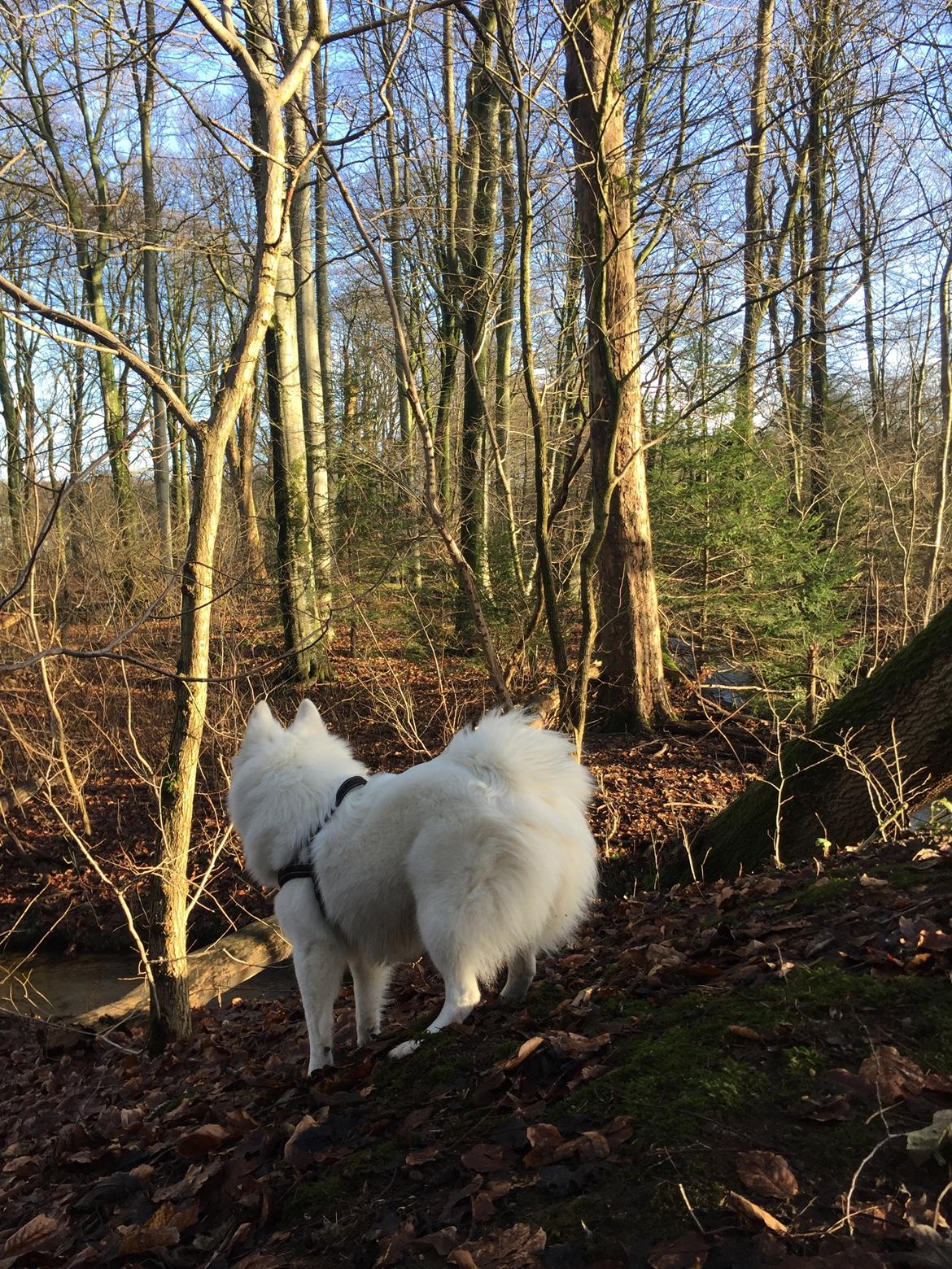 Dansk Spids Ragnhilds Laika - 8 måneder billede 15