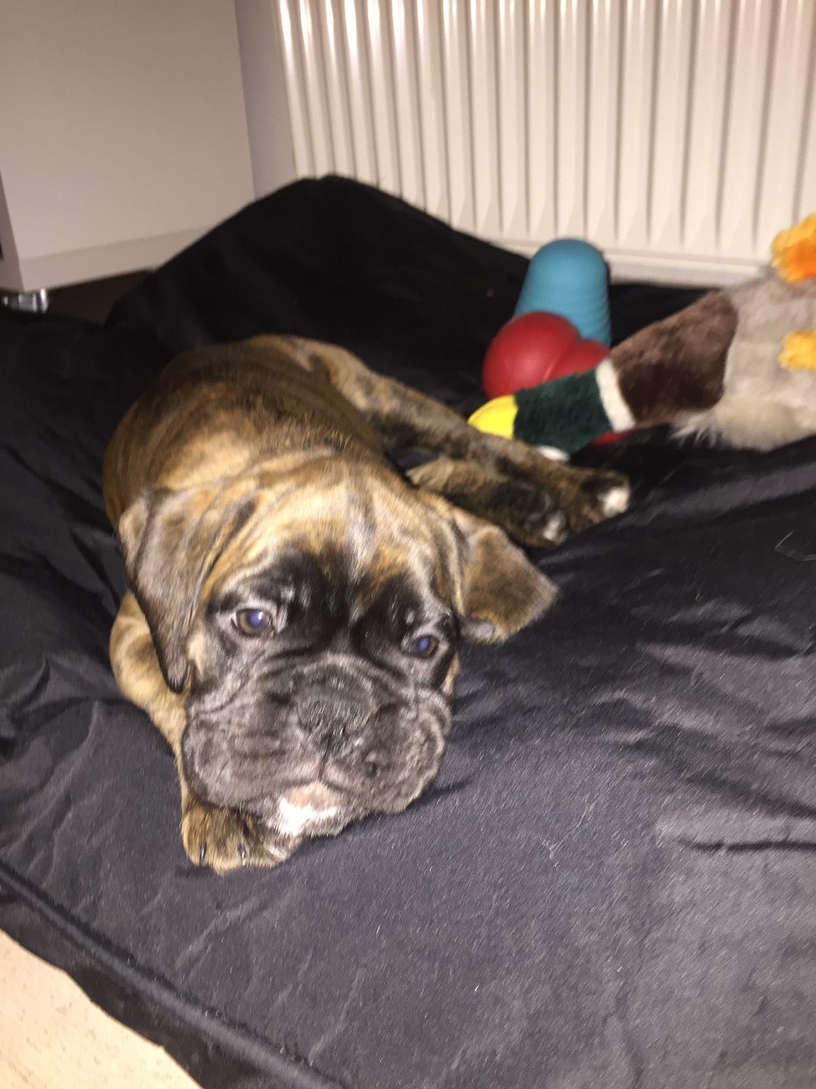 Boxer Kronjyden's Enzo billede 4