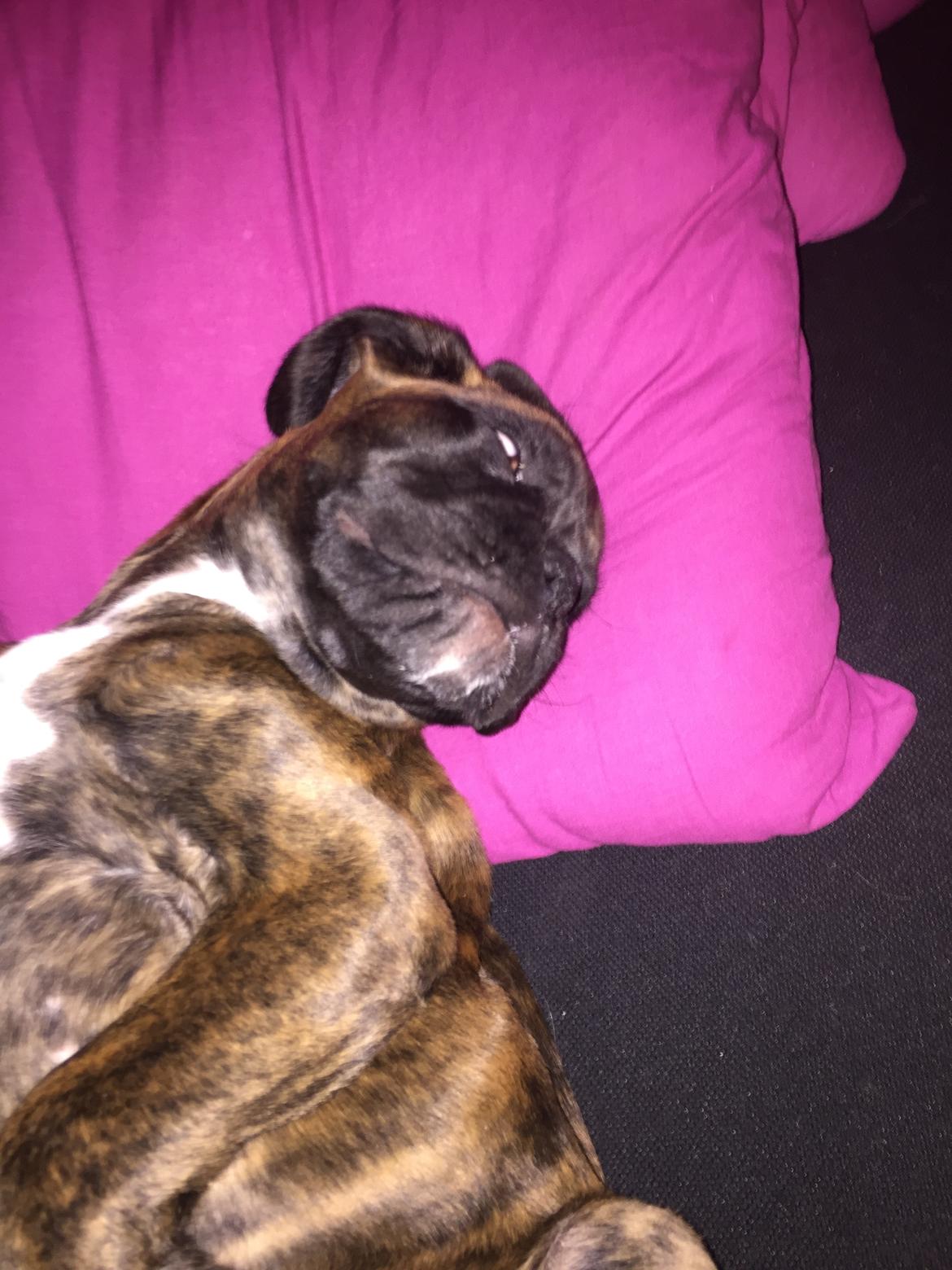 Boxer Kronjyden's Enzo billede 5