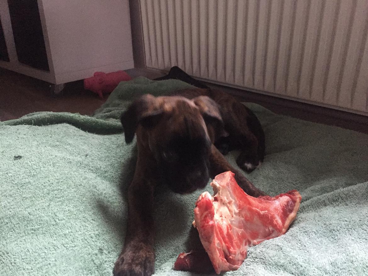 Boxer Kronjyden's Enzo billede 6