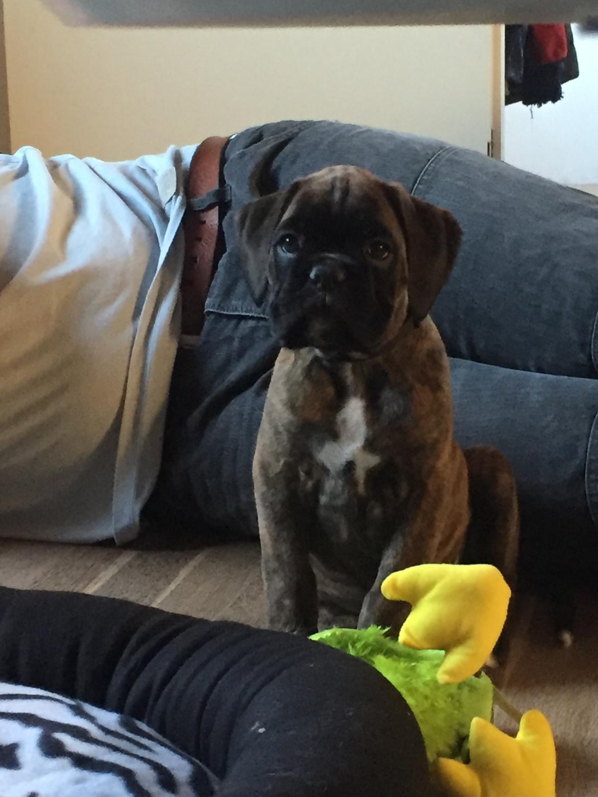 Boxer Kronjyden's Enzo - Enzo som 8 uger. billede 3