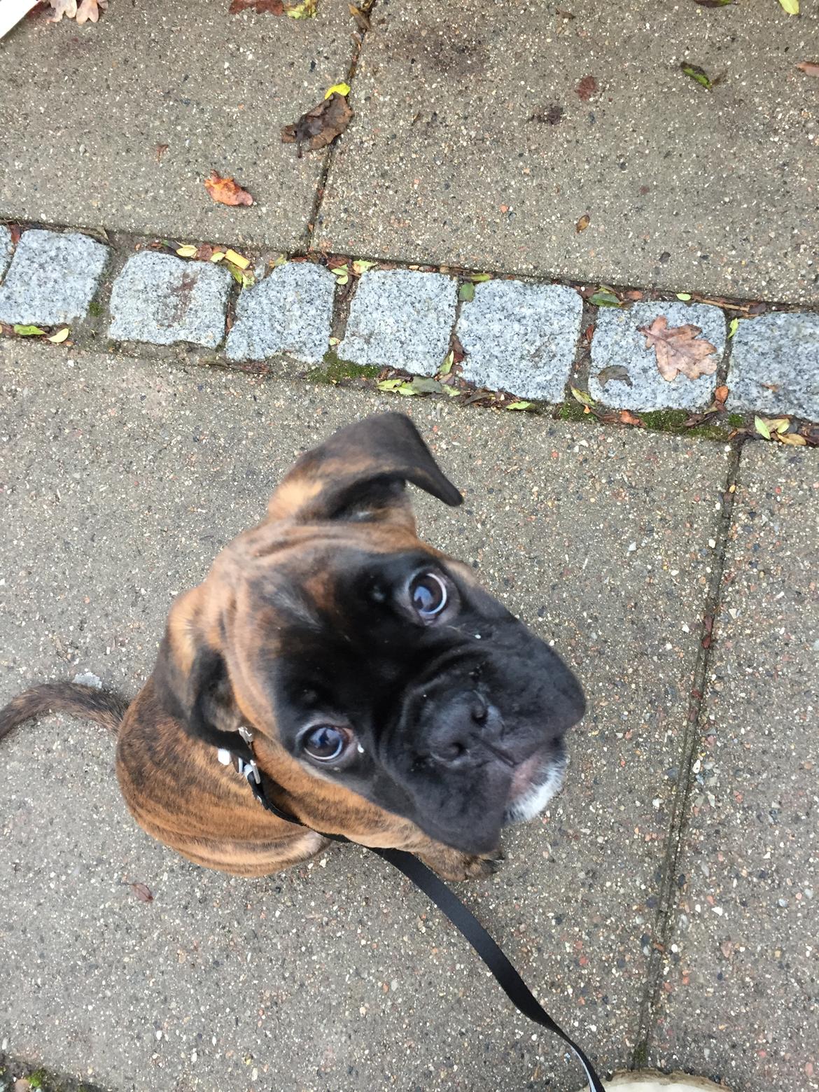 Boxer Kronjyden's Enzo billede 7