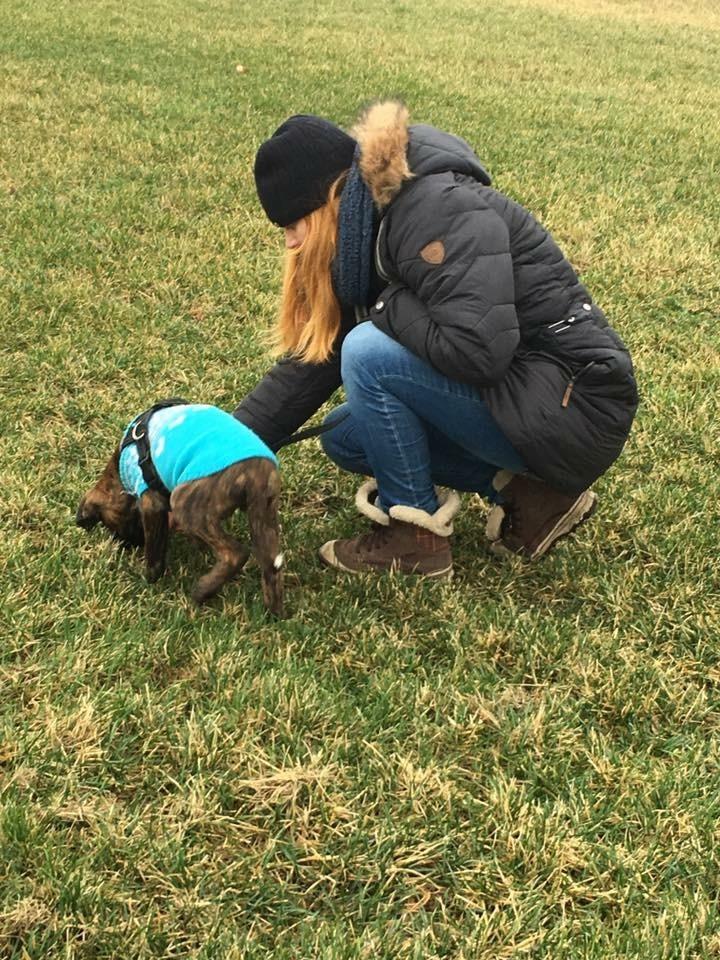 Boxer Kronjyden's Enzo billede 9