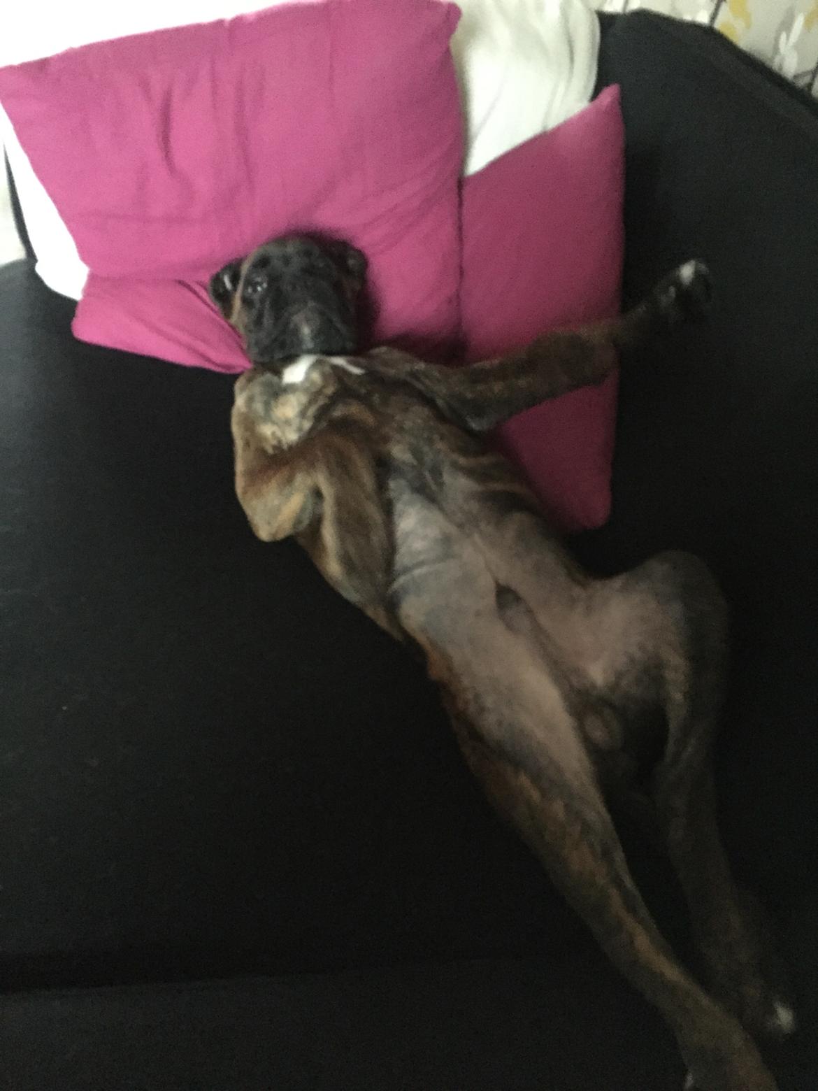 Boxer Kronjyden's Enzo billede 10