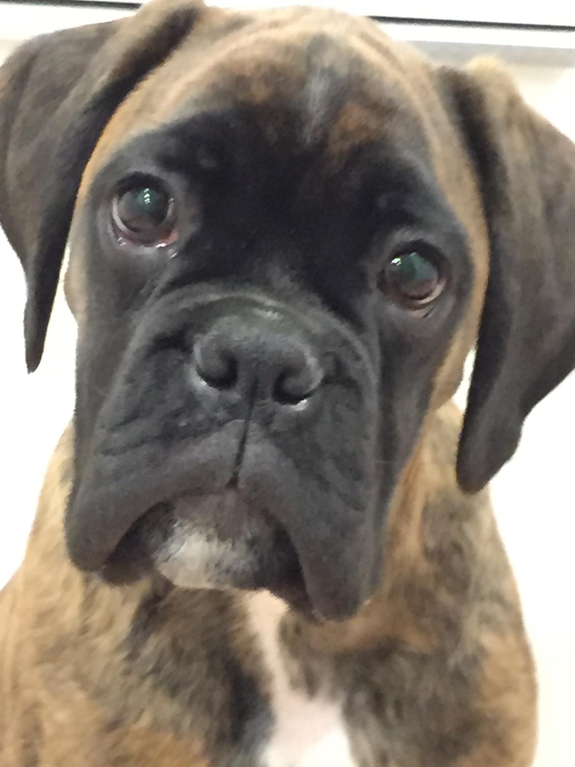 Boxer Kronjyden's Enzo billede 1