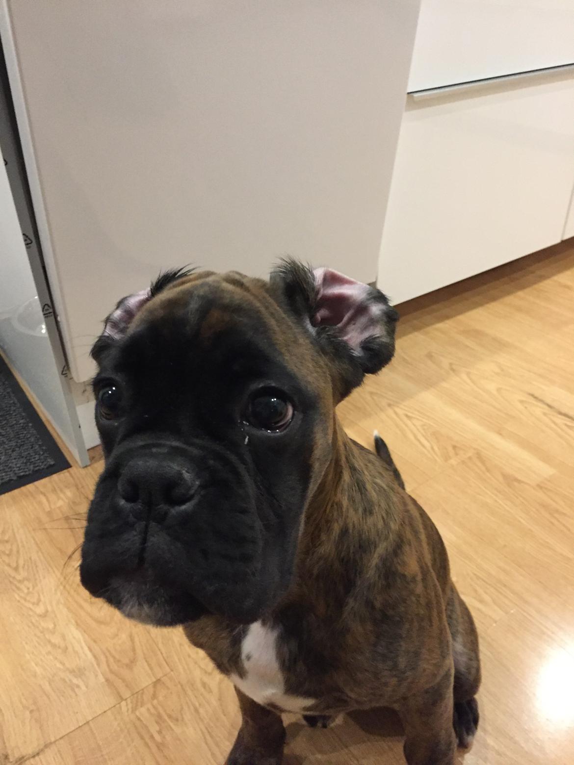 Boxer Kronjyden's Enzo billede 11