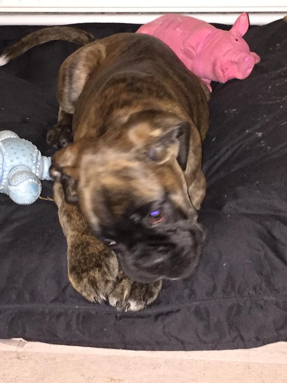 Boxer Kronjyden's Enzo billede 8