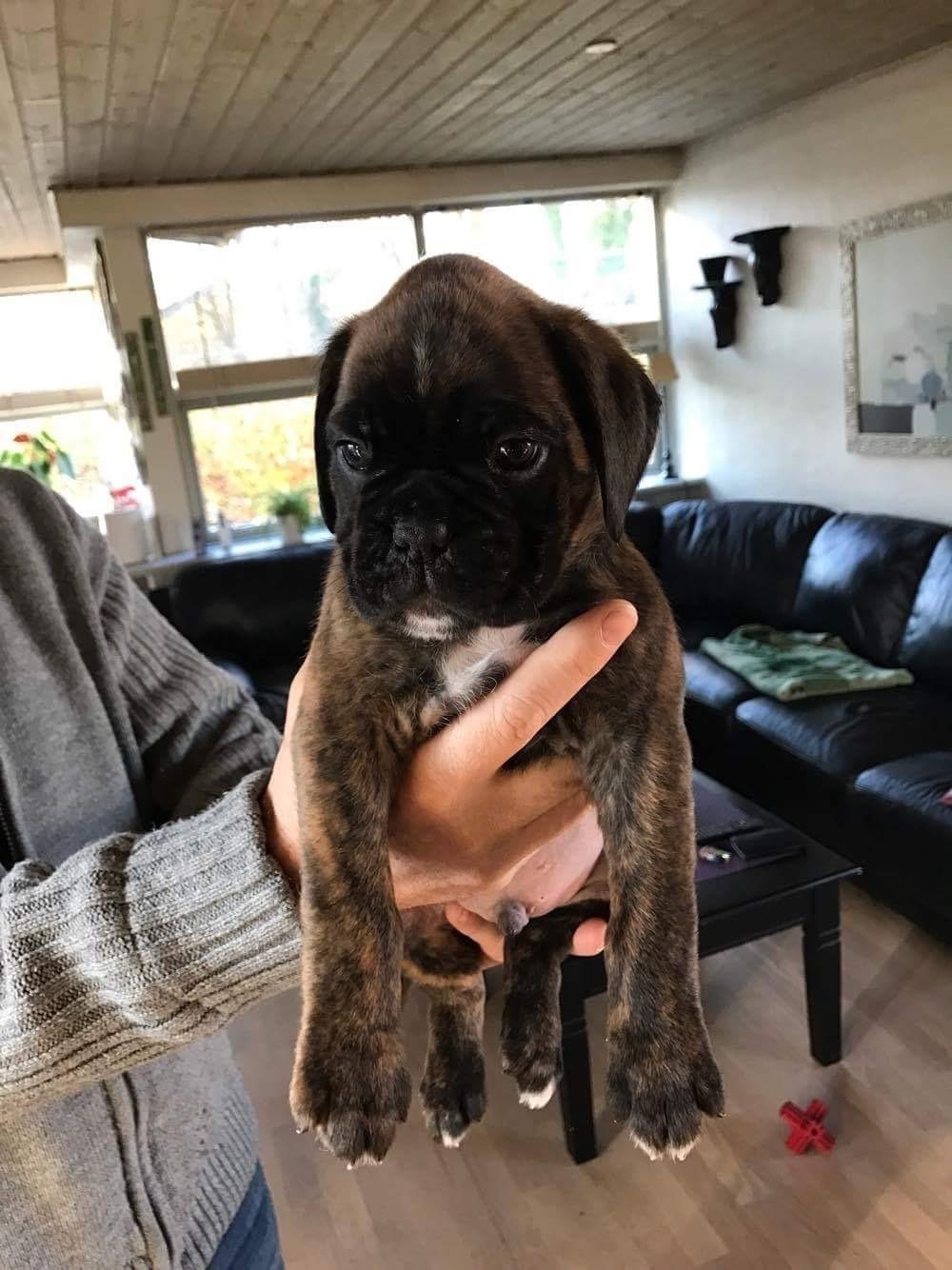 Boxer Kronjyden's Enzo - Enzo som 5 uger billede 2