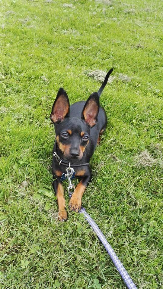 Blanding af racer Frej  billede 2