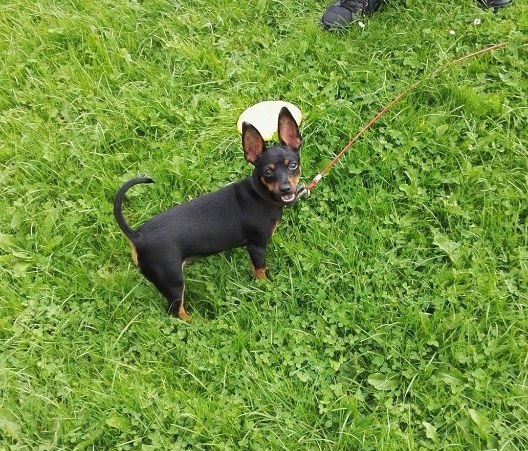 Blanding af racer Frej  billede 5