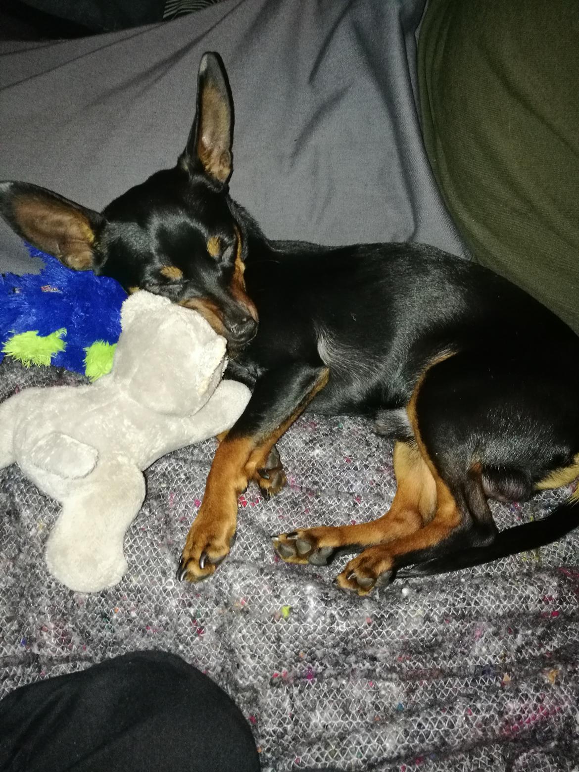 Blanding af racer Frej  billede 3