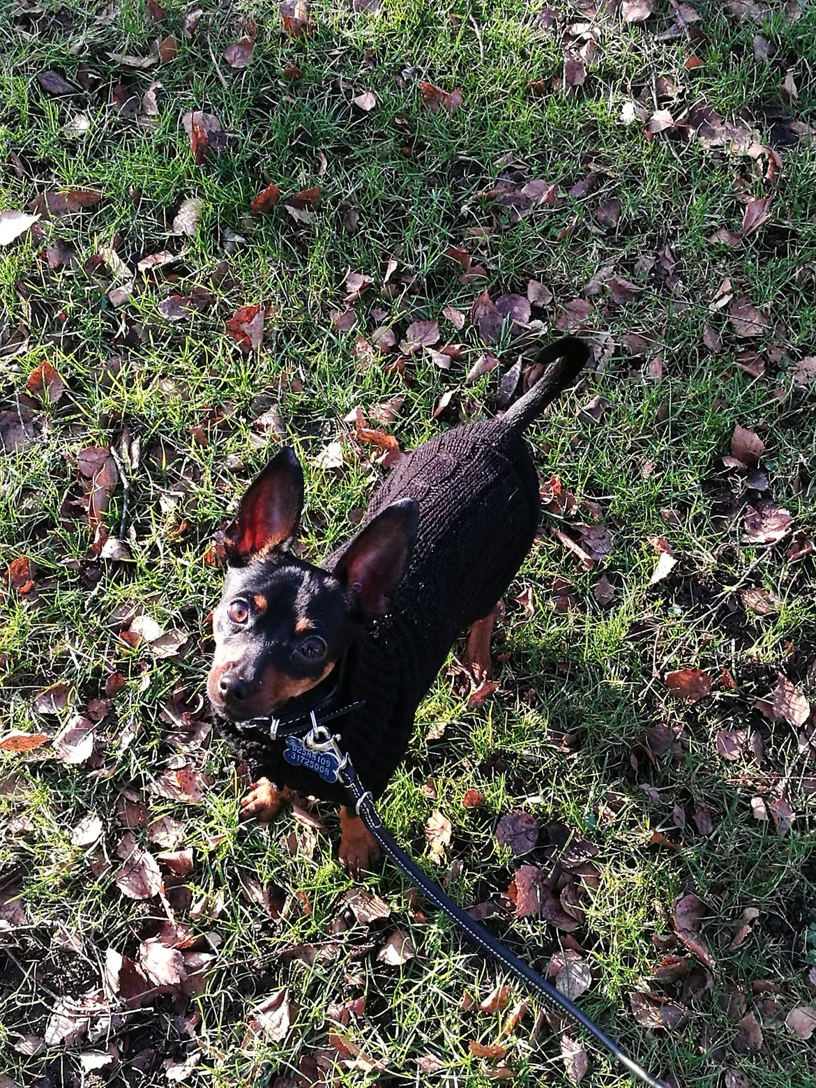 Blanding af racer Frej  billede 4