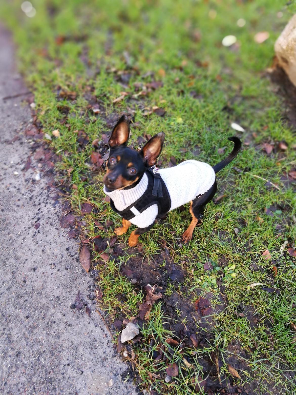 Blanding af racer Frej  billede 1