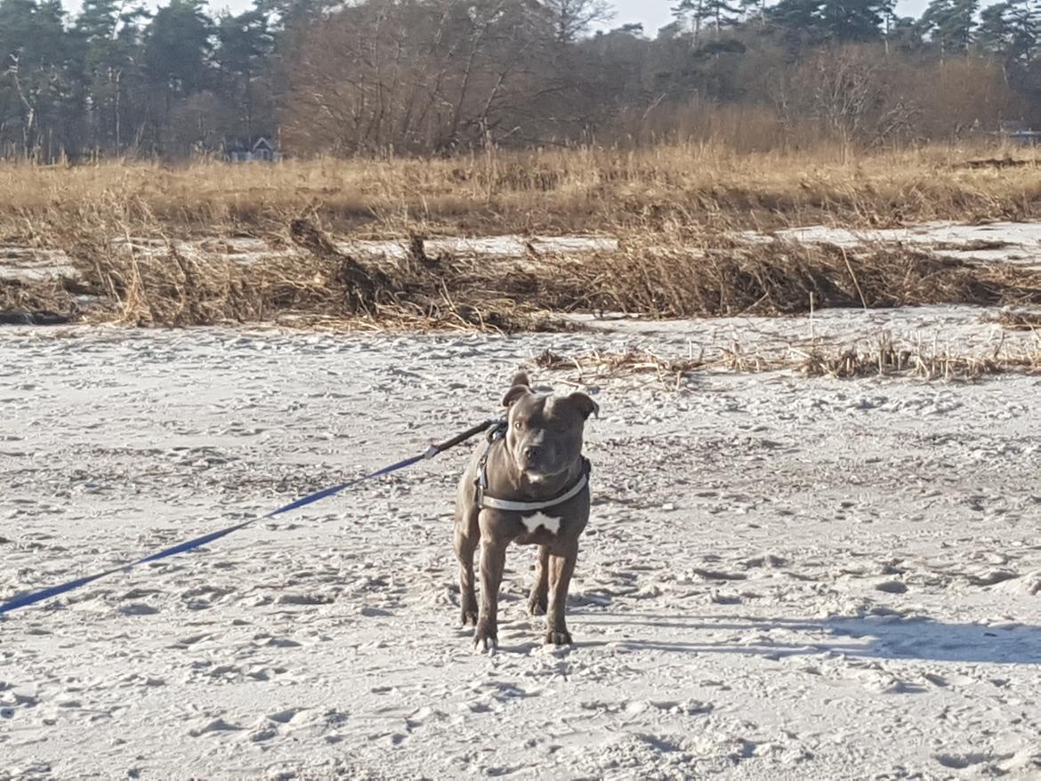 Staffordshire bull terrier Max  billede 3