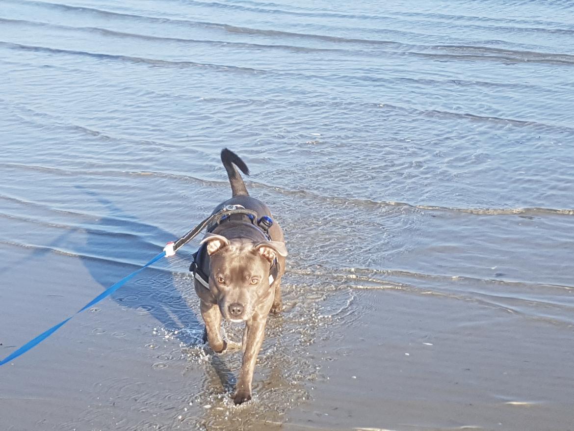 Staffordshire bull terrier Max  billede 4