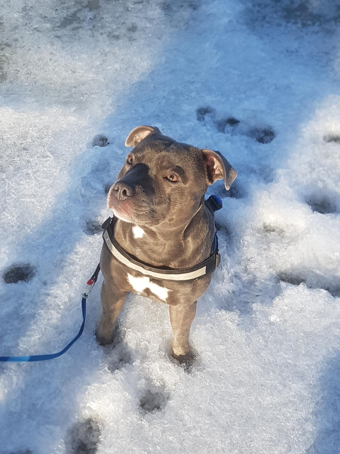 Staffordshire bull terrier Max  billede 2