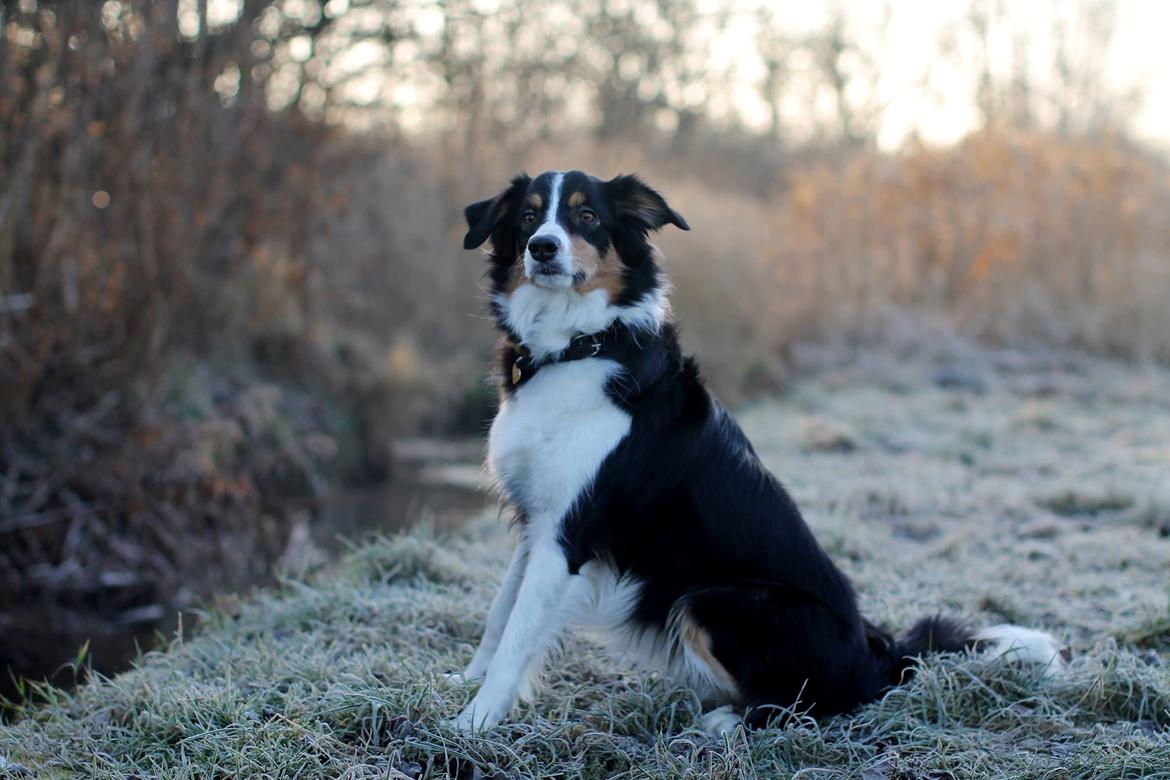 Border collie Onlystar's I Love You Rebel [Bella] billede 1