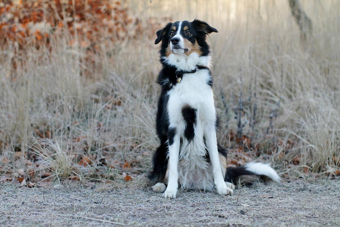 Border collie Onlystar's I Love You Rebel [Bella] billede 19