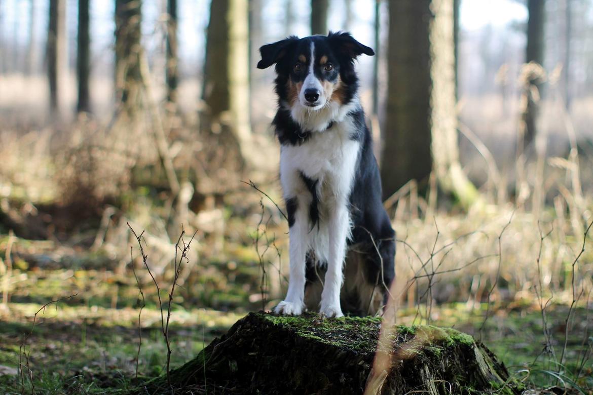 Border collie Onlystar's I Love You Rebel [Bella] billede 16