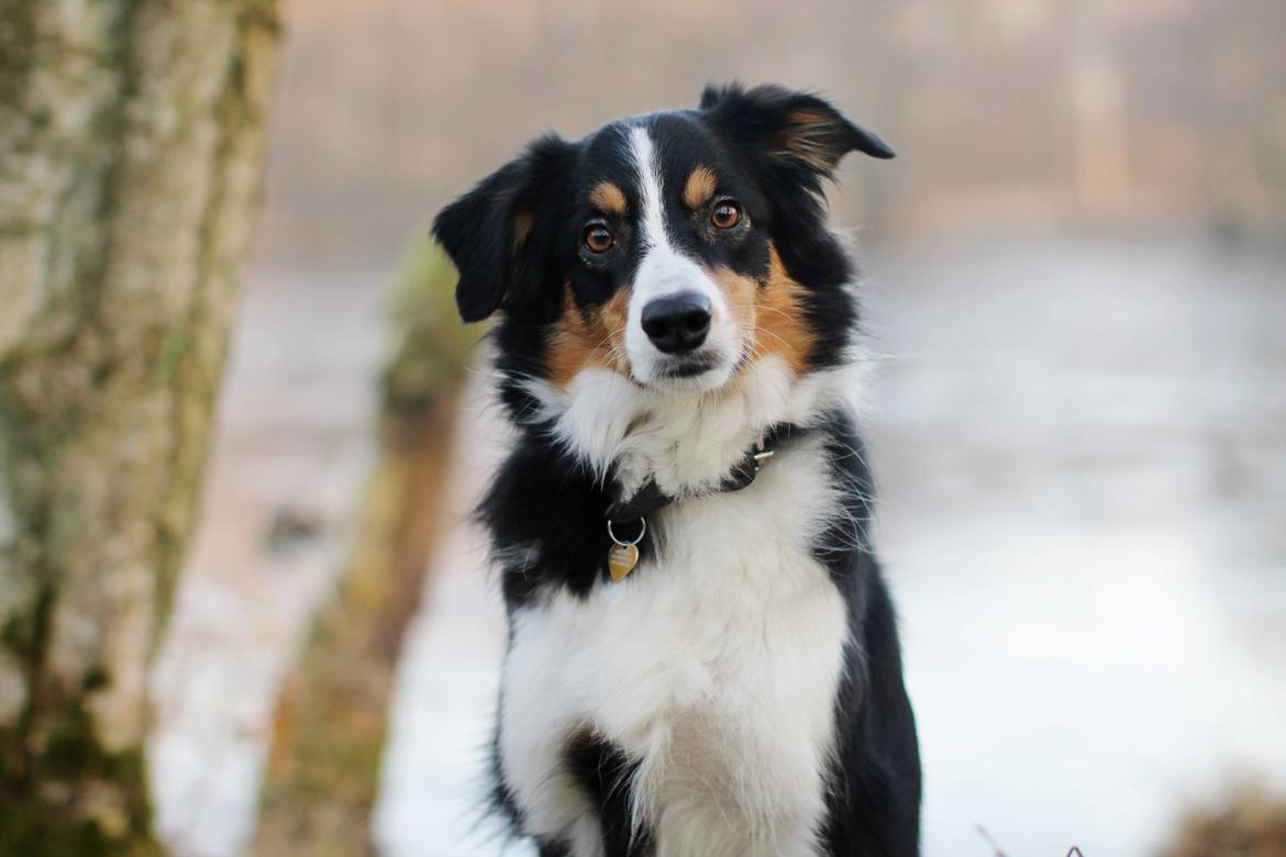 Border collie Onlystar's I Love You Rebel [Bella] billede 7