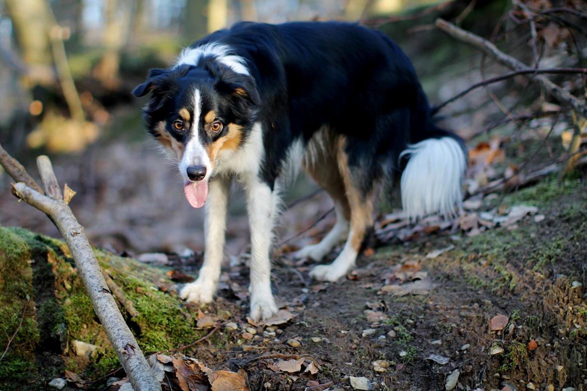 Border collie Onlystar's I Love You Rebel [Bella] billede 23
